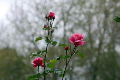 rose romi 4 nov 2012 008.jpg