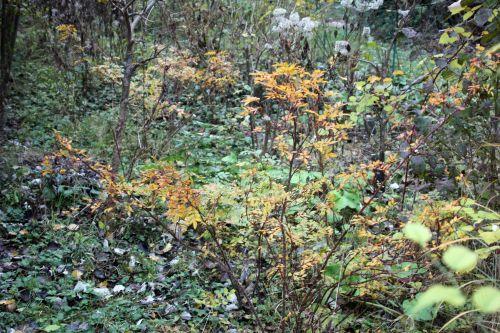 rosa romi 12 nov 2012 048.jpg