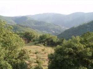 village avec oliviers : Pratariccia
