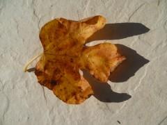 FEUILLES MORTES 41 (1632 x 1224).jpg