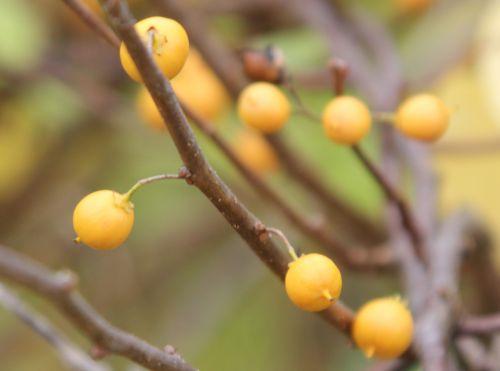 celastrus orbiculatus 4 barres 13 oct 2012 126 (1).jpg