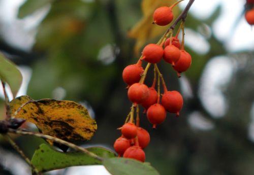 celastrus scandens 5 barres 13 oct 2012 083.jpg