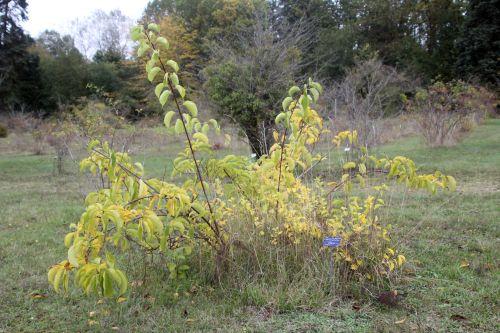 celastrus angultus mâle barres 13 oct 2012 157 (1).jpg