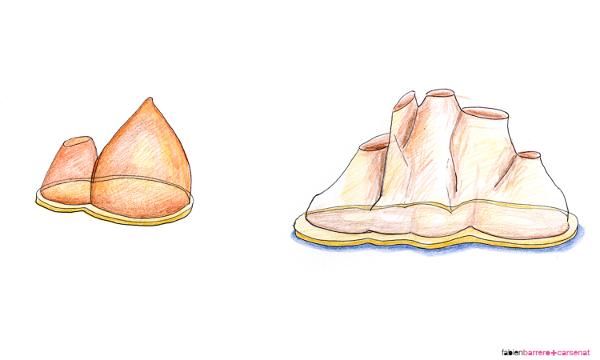 Collection Pinus Pinaster par Fabien Barrero