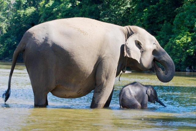 Moins de trois mille éléphants de Sumatra vivent... (PHOTO CHAIDEER MAHYUDDIN, ARCHIVES AFP)