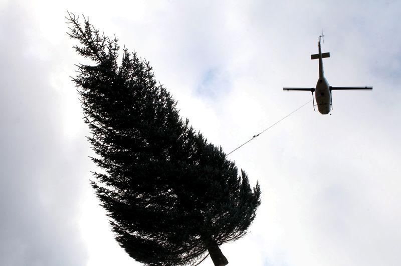 Arbre volant. L'Angleterre ne lésine pas sur les moyens pour les fêtes de fin d'année. Ce sapin de la forêt de Thetford a dû être tracté par un hélicoptère, son emplacement étant difficilement accessible par voie terrestre. C'est donc par les airs qu'une centaine de sapins a été acheminée vers les villes qui vont les accueillir. Londres en premier lieu, où l'un de ces arbres trônera devant la cathédrale St Paul.