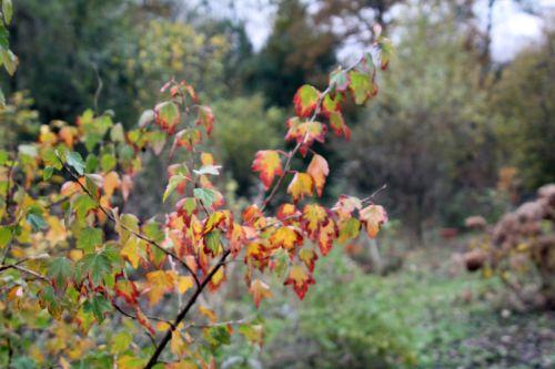 ribes fasciculatum 3 romi 12 nov 2012 001.jpg