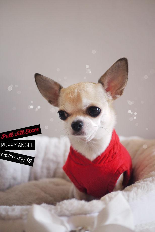 Les pulls All Stars de Puppy Angel ? La perfection pour petits chiens