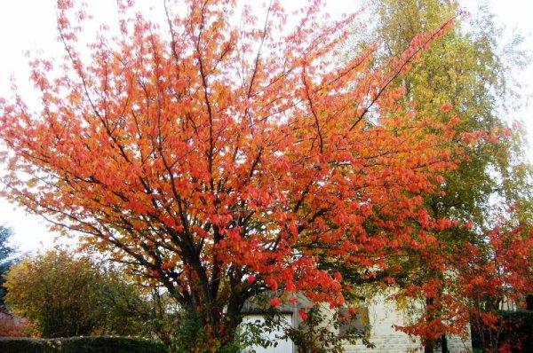 Nouvelle offensive de l'automne à Lomme : les feuilles des arbres s'enjaunissent encore davantage ou se couvrent d'or
