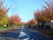 Nouvelle offensive l'automne Lomme feuilles arbres s'enjaunissent encore davantage couvrent d'or