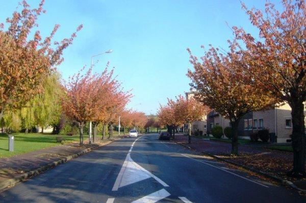 Nouvelle offensive de l'automne à Lomme : les feuilles des arbres s'enjaunissent encore davantage ou se couvrent d'or