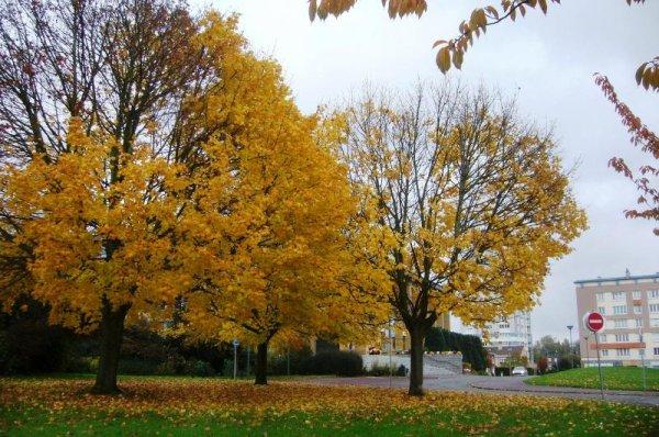 Nouvelle offensive de l'automne à Lomme : les feuilles des arbres s'enjaunissent encore davantage ou se couvrent d'or