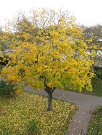 121115 Dernières représentations (1).jpg