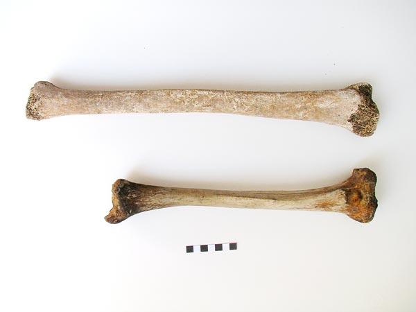 Un squelette géant romain découvert en Italie