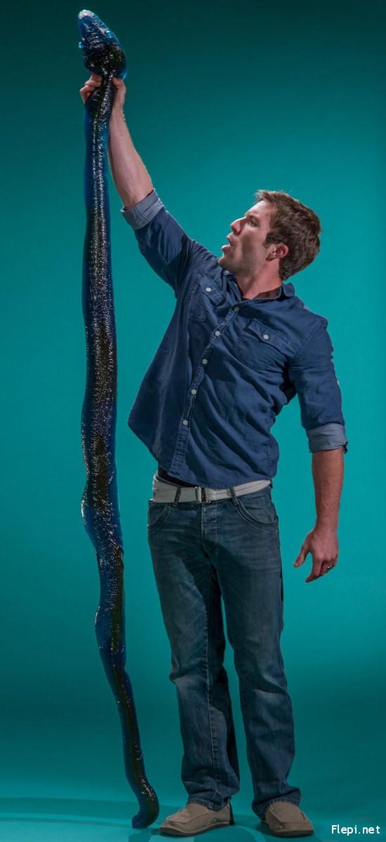 26Pound Edible Gummy Python 3