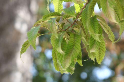 3 quercus acutissima paris 3 sept 2011 165.jpg