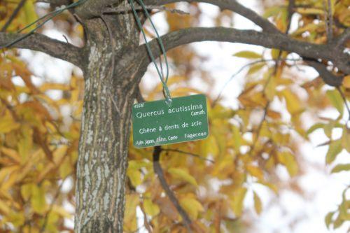 5 quercus acutissima paris 10 nov 2012 056.jpg