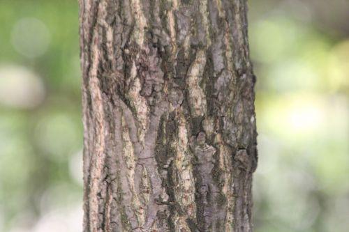 6 quercus acutissima paris 3 sept 2011 164.jpg