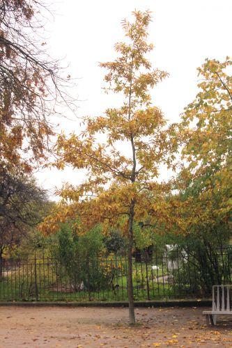 1 quercus acutissima paris 10 nov 2012 049 (2).jpg