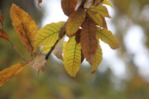 4 quercus acutissima paris 10 nov 2012 049 (1).jpg