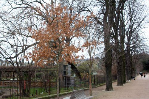 2 quercus acu paris 21 janv 2012 232.jpg