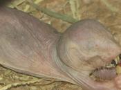 Hétérocéphale Rat-Taupe Africain