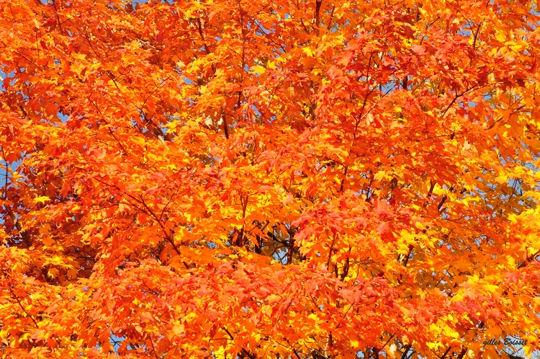 L’automne passe …