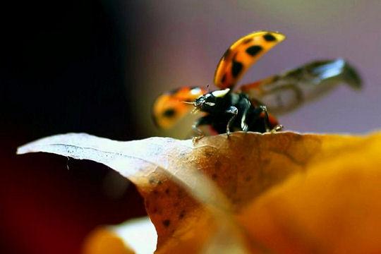 L’automne passe …