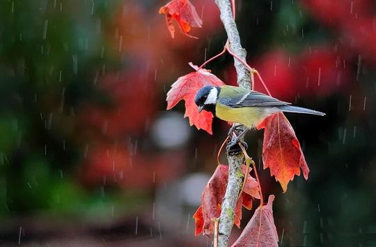 L’automne passe …