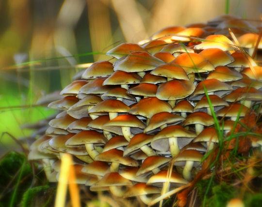 L’automne passe …