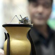 Les criquets montent le son pour couvrir le bruit de la circulation