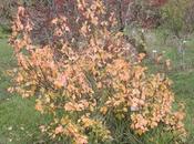 Euonymus fortunei 'Coloratus'