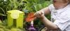 Jardinage : des produits 100% écologiques chez Botanic