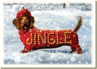 Les chiens en hiver !