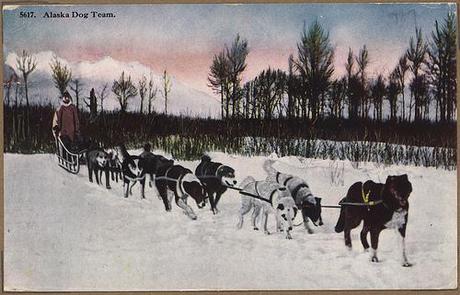 Les chiens en hiver !