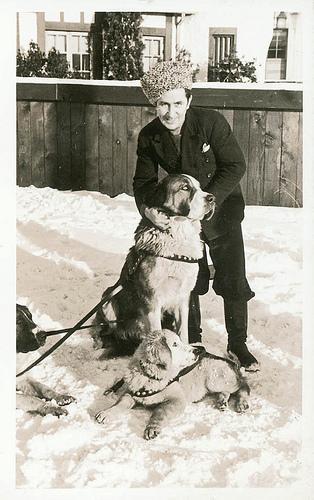 Les chiens en hiver !