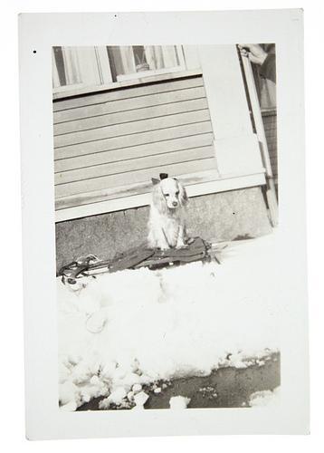 Les chiens en hiver !