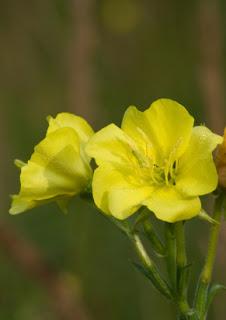 L'huile d'onagre, une huile aux multiples vertus