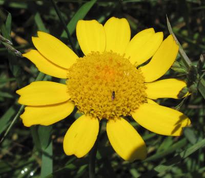 Glebionis segetum (Chrysanthème des blés, Marguerite dorée)