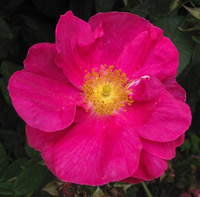 Rosa gallica (Rosier de France)
