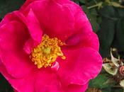 Rosa gallica (Rosier France)