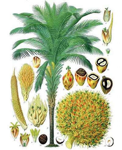 L’huile de palme, le point sur un aliment contesté