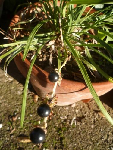 saisons,écriture,jardin,fleurs,jardinage,campagne