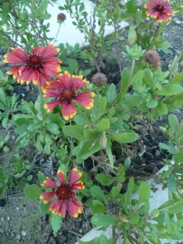 saisons,écriture,jardin,fleurs,jardinage,campagne