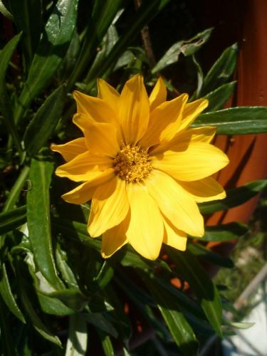 saisons,écriture,jardin,fleurs,jardinage,campagne