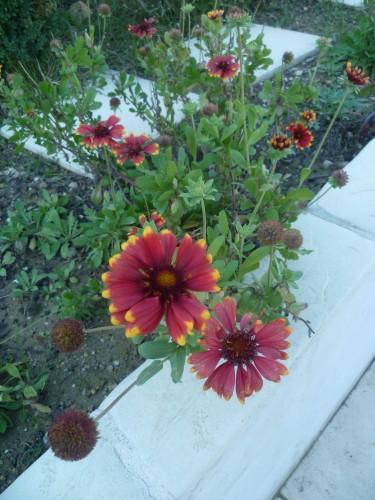 saisons,écriture,jardin,fleurs,jardinage,campagne