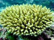 gobies, gardes corps coraux