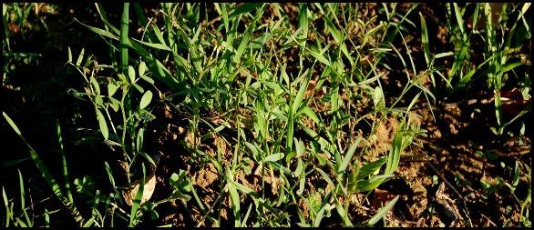 comment enrichir sa terre - semis engrais verts 