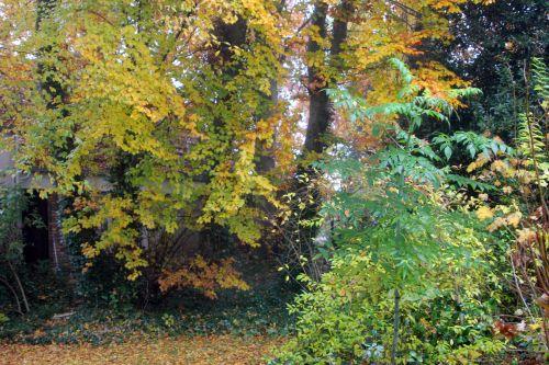 veneux 20 nov 2012 007.jpg