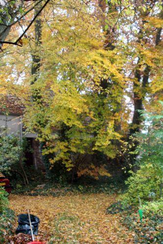 veneux 20 nov 2012 005.jpg